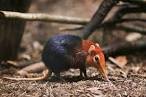 Image result for elephant shrew