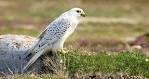 Image result for gyrfalcon