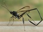 Giant ichneumon wasp | Cool bugs, Wasp, Insects