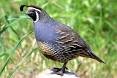 Image result for quail