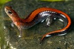 Southern Red-Backed Salamander