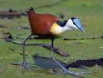 Image result for jacana bird