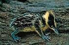 Image result for tenrec