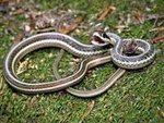 Image result for eastern ribbon snake