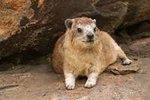 Image result for hyrax