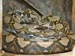 Image result for reticulated python