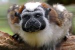 Geoffroy's Tamarin | Animal Wildlife