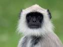 Image result for langur