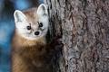 Image result for marten