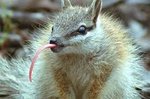 Survival Adaptations - Protect the Numbat