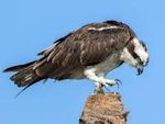 Image result for osprey