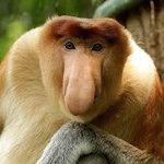 Proboscis Monkey | NatureRules1 Wiki | Fandom