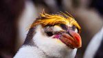 Royal Penguin: Eudyptes schlegeli