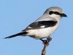 Image result for shrike