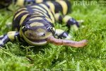 Nature Picture Library Barred tiger salamander (Ambystoma tigrinum  mavortium)eating earth worm, captive occurs in South and Central USA. -  Chris Mattison