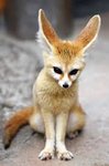 Inari fox: Fushimi Inari is the most important of several thousands of  shrines dedicated to Inari, the Shinto god of rice.… | Cute animals, Nature  animals, Animals