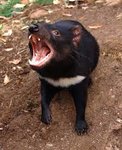 Do newly discovered mating habits of female Tasmanian devils help or hurt  the species? | EurekAlert! Science News