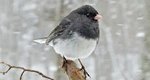 Dark-eyed Junco Identification, All About Birds, Cornell Lab of Ornithology