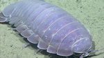 Giant Isopod: Gulf of Mexico 2017 - YouTube