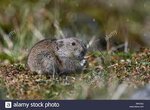 Ungava collared lemming or Labrador collared lemming (Dicrostonyx  hudsonius) on tundra, Nunavik, Quebec, Canada Stock Photo - Alamy