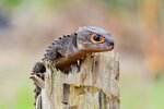 Red-Eyed Crocodile Skink Care And Information - Reptiles Magazine