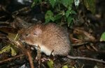 Spiny Pocket Mice (Genus Heteromys) · iNaturalist