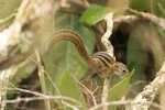 Lady Burton's Rope Squirrel (Funisciurus isabella) · iNaturalist