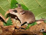 WHITE-BELLIED SLENDER MOUSE OPOSSUM LIFE EXPECTANCY