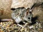 Mouse like hamster - Alchetron, The Free Social Encyclopedia