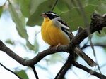 Cabanis's Bunting - eBird