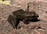 Transverse volcanic leopard frog - Wikipedia