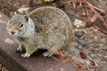 squirrel_uinta_ground_silverlake_003.jpg