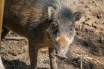 Visayan Warty Pig