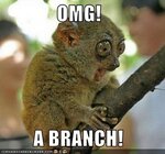 omg-a-branch.jpg