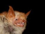 Welwitch's Bat - Encyclopedia of Life