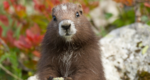 Vancouver-Island-Marmot.png