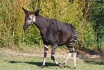 Okapi.jpg