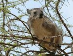 WESTERN TREE HYRAX LIFE EXPECTANCY