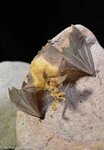 Pallid_Bat_Antrozous_pallidus_-_CREDIT-_Richard_Jackson_http-__www.soulcatchingimages.com__.jpg