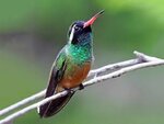 Xantus's Hummingbird - eBird