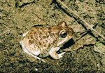 Tandy's sand frog - Wikipedia