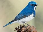 Ultramarine Flycatcher - eBird