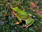 New action plan developed for conservation of Darwin's frogs | IUCN