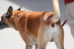 malinois3402.jpg