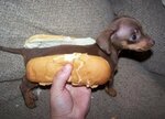 hot dog.jpg