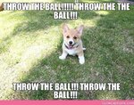 throw-the-ball-throw-the-the-ball.jpg