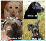 labrador-dogs-of-different-colors.jpg