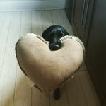 dog-greets-owner-with-heart-shaped-pillow. - Imgur.jpg