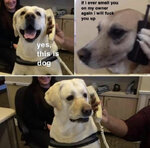 yes-this-is-dog-meme.jpg