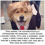 take-the-stunning-funny-russian-dog-memes-of-funny-russian-dog-memes.jpg